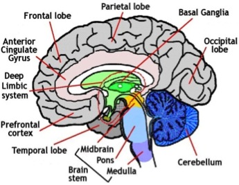 A Look At Sports Medicine: How the Brain Regulates Behavior and Body ...