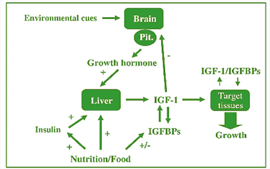 IGF-1 negative feedback loop. Note the role of the environment and nutrition