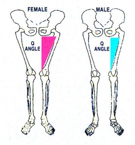 Pelvis and femur differences in anatomy between women and men.